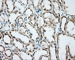 Basigin / Emmprin / CD147 Antibody (clone OTI5E1)
