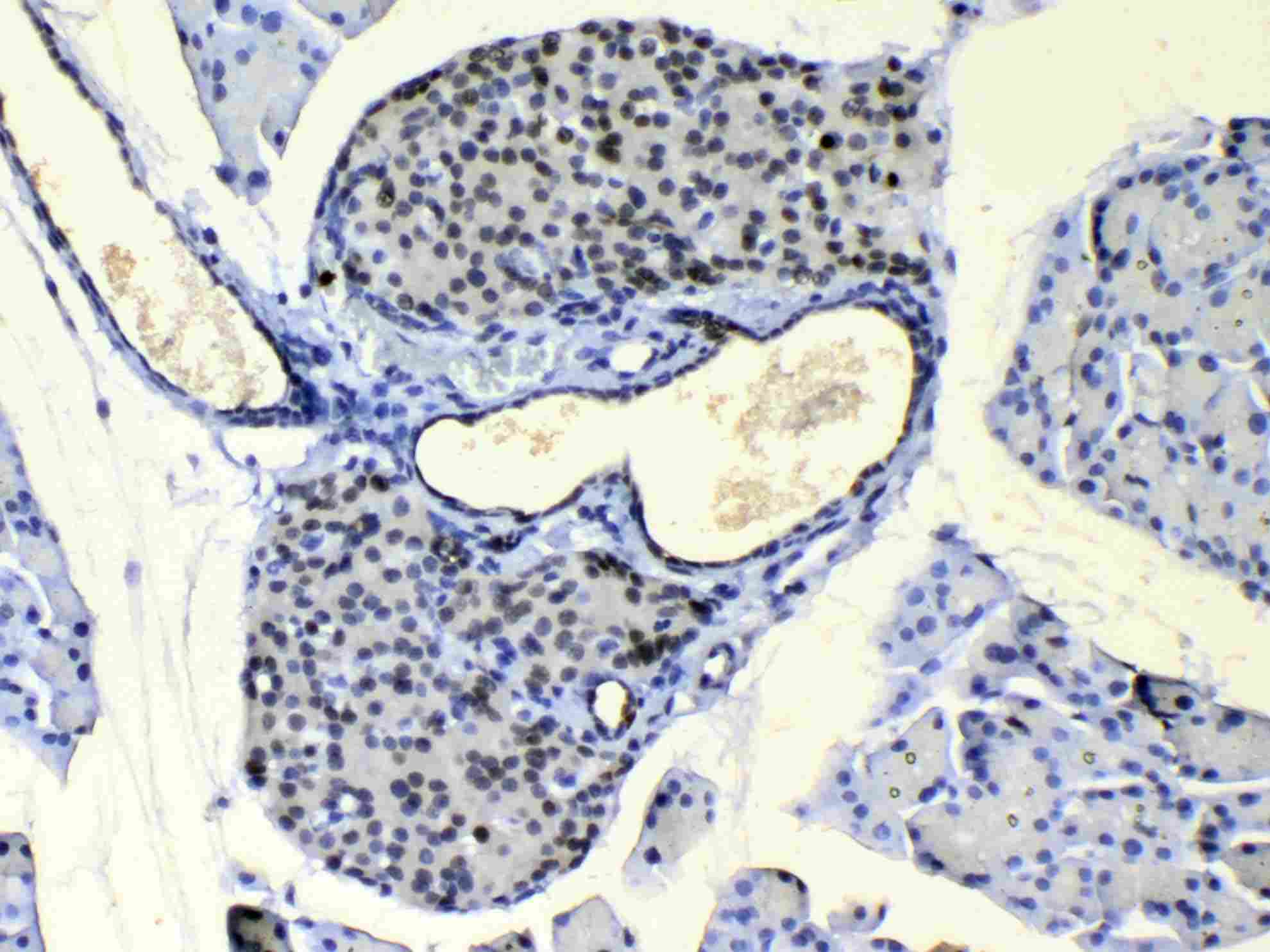 COPE Antibody