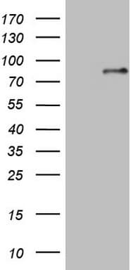 SP110 Antibody (aa232-521, clone OTI1C3, Carrier-free)