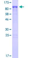 Human ZC3H12A / MCPIP1 Protein (Recombinant GST)
