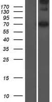 LMNTD2 / C11orf35 Protein (Over-Expression Lysate Myc-DDK (Flag))