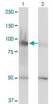 HELLS Antibody (clone 1D10)