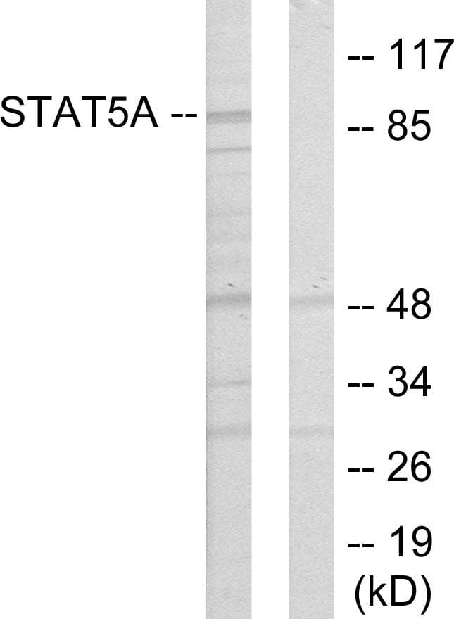 Polyclonal Rabbit anti-Human STAT5A Antibody (WB)