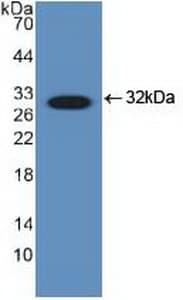 DDIT3 / CHOP Antibody (aa1-169)