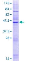 Human Derlin-3 / DERL3 Protein (Recombinant GST)
