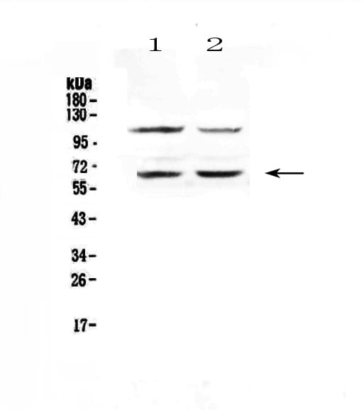 PRKAA1 / AMPK Alpha 1 Antibody