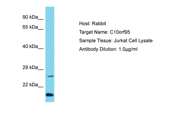 C10orf95 Antibody (N-Terminus)