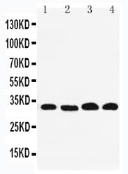 Prohibitin 2 / PHB2 Antibody (aa111-128)