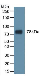 TF / Transferrin Antibody (aa361-683)