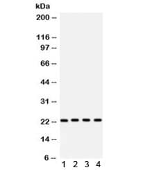 BAK1 / BAK Antibody