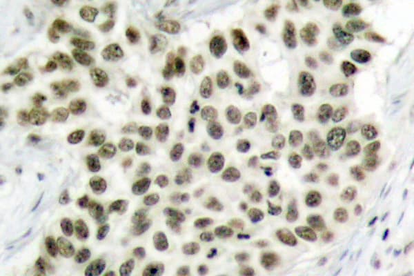 H2AFX / H2AX Antibody (Ser130)