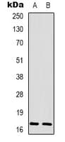Histone H3 Antibody (N-Terminus)