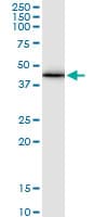 GJA1 / CX43 / Connexin 43 Antibody (clone 3E5)