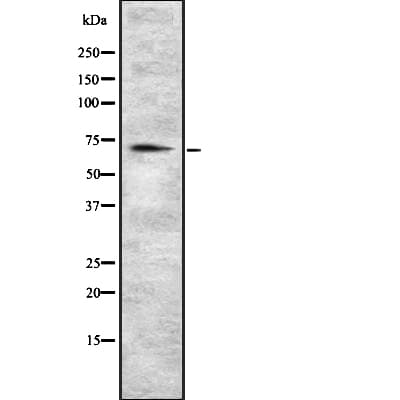 Eomesodermin / EOMES Antibody