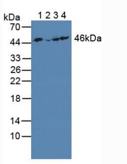 ENO3 / Enolase 3 Antibody (aa1-391)