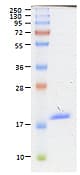 Human BAFF / TNFSF13B Protein (Recombinant His)