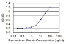 Monoclonal Mouse anti-Human HDDC3 Antibody (clone 7E6, WB)