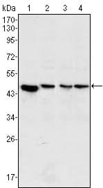 MAP2K2 / MKK2 / MEK2 Antibody (clone 7F5)