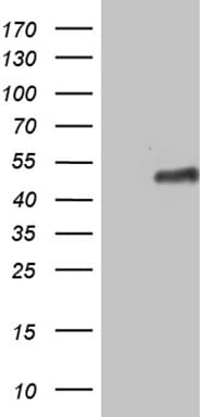 ZNF330 Antibody (clone OTI8E9, Carrier-free)