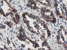 MMAB Antibody (clone OTI5G1, Carrier-free)