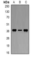 DAO / D Amino Acid Oxidase Antibody
