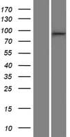 CTNND1 / p120 Catenin Protein (Over-Expression Lysate Myc-DDK (Flag))