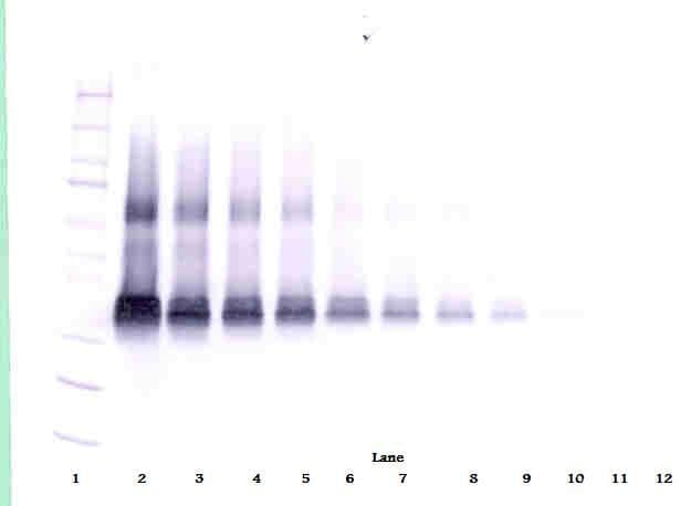 VEGFA / VEGF Antibody