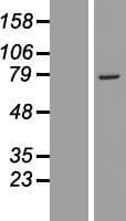 GSTCD Protein (Over-Expression Lysate Myc-DDK (Flag))