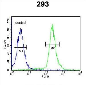 Polyclonal Rabbit anti-Human GBP7 Antibody (aa520-547, WB)