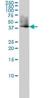 S1PR1 / EDG1 / S1P1 Antibody (clone 2E12)