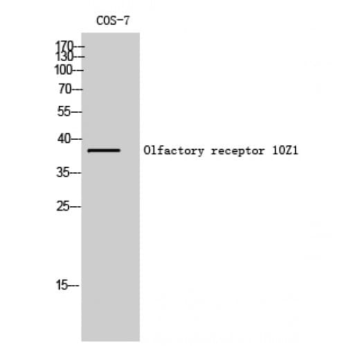 OR10Z1 Antibody (170-250 aa, Internal)