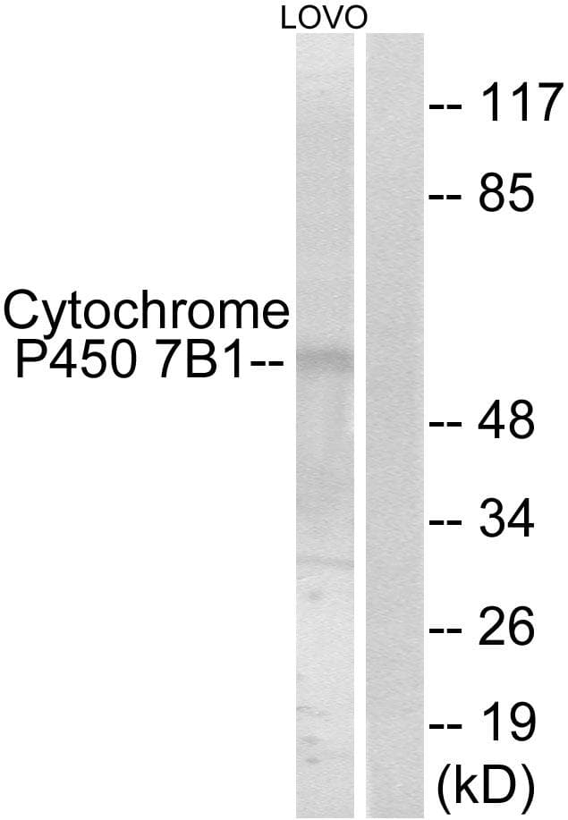 CYP7B1 Antibody