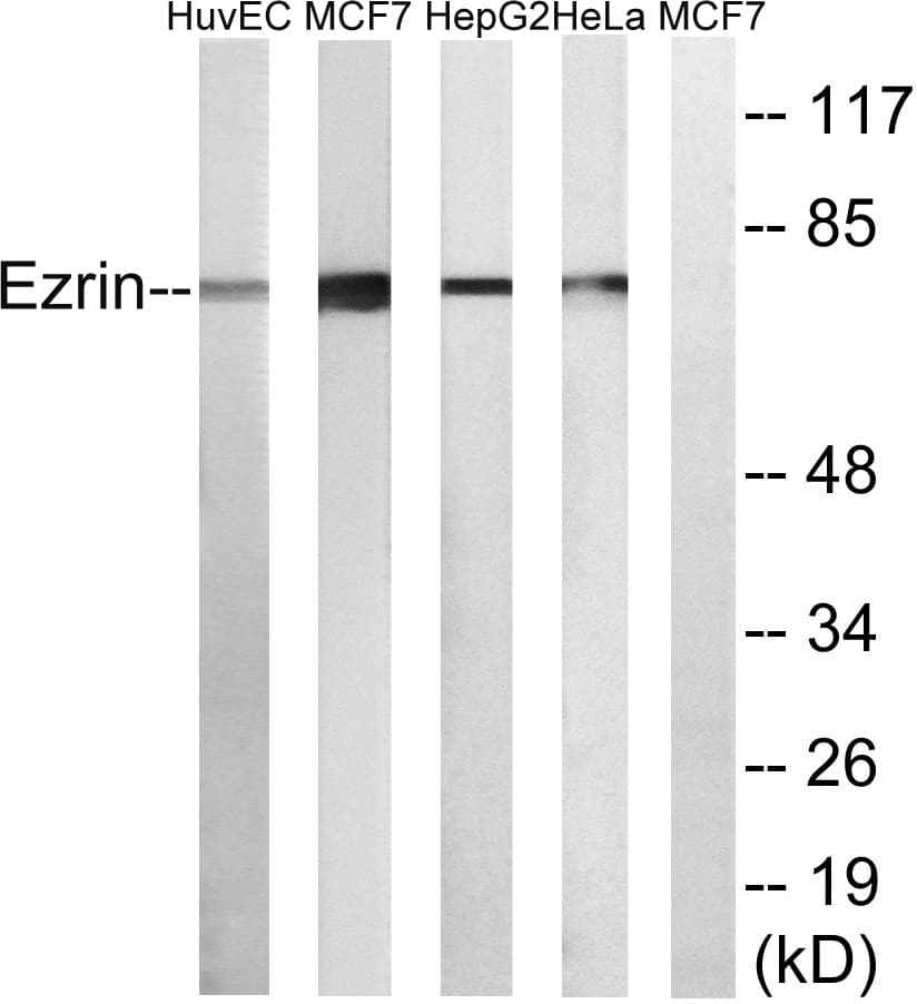 IHC-plus™ EZR / Ezrin Antibody (aa511-560)