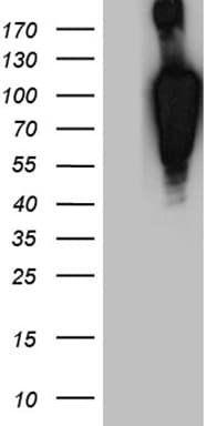 Monoclonal Mouse anti-Human BEGAIN Antibody (clone OTI9A10, Carrier-free, aa374-517, WB)