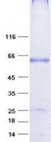 Human DALRD3 Protein (Recombinant GST, N-terminus + His, C-terminus)