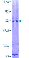 Human VDAC1 / PORIN Protein (Recombinant GST)