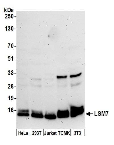 Polyclonal Rabbit anti-Human LSM7 Antibody (aa53-103, WB)