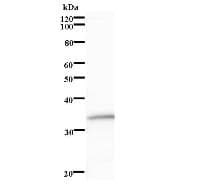 ACTB / Beta Actin Antibody (clone ACTBD11B7)