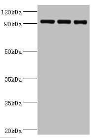 HSPH1 / HSP105 Antibody (aa659-858)