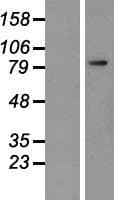 FOLH1 / PSMA Protein (Over-Expression Lysate Myc-DDK (Flag))