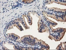 ALDH1A3 Antibody (clone OTI4B4)