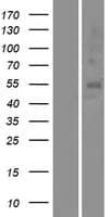 OR5A1 Protein (Over-Expression Lysate Myc-DDK (Flag))