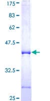 Human NRXN3 Protein (Recombinant GST, N-terminus)