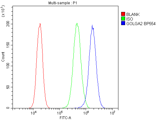 Polyclonal Rabbit anti-Human GOLGA2 / GM130 Antibody (IHC, WB)