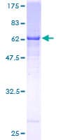 Human DCAF8 / WDR42A Protein (Recombinant GST)