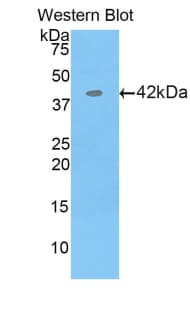Ribonuclease A / RNASE1 Antibody (aa26-152)