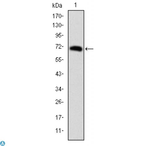 FOXP2 Antibody
