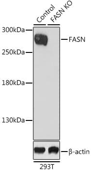 FASN / Fatty Acid Synthase Antibody