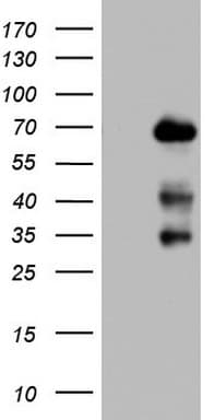 NUMB Antibody (aa1-365, clone OTI4D3, Carrier-free)