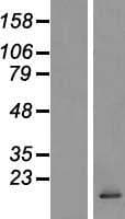 CCL28 / MEC Protein (Over-Expression Lysate Myc-DDK (Flag))
